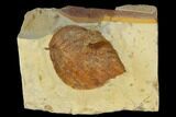 Fossil Leaf (Beringiaphyllum) - Montana #115255-1